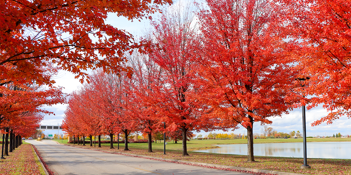 svsu entrance in the fall